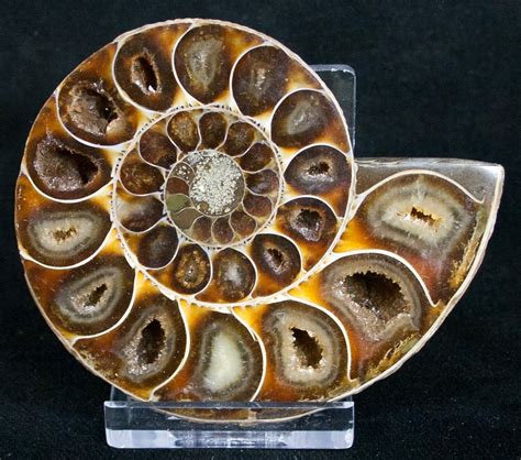 2.95" Desmoceras Ammonite Fossil (Half) (#9644) For Sale - FossilEra.com