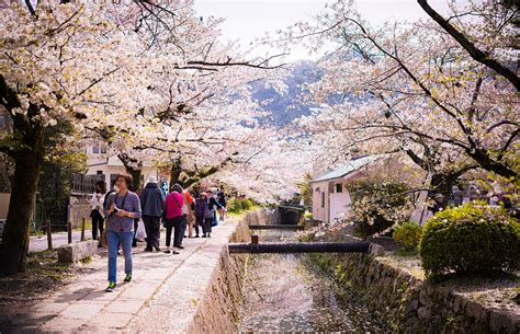 1-Day Kyoto Cherry Blossom Walking Itinerary - Travel Caffeine