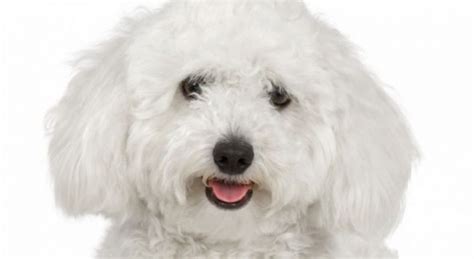 Bichon Frise Training 101: Not So Easy As You Can Think (Proven Tips!)