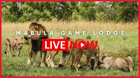 Live: Mabula Game Lodge Wildlife Webcam | Limpopo