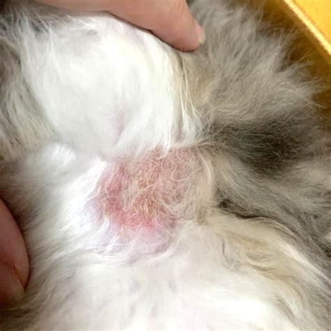 What Is Ringworm In Cats : There are over forty different species of ...