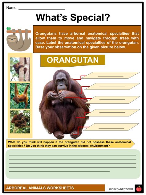 Arboreal Animals Worksheets | Biomechanics, Adaptation, Types