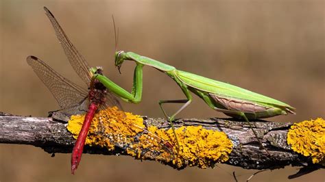 14 Things Praying Mantis Like To Eat Most (Diet, Care & Feeding Tips)