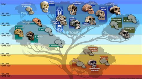 Homo naledi: New Species of Human Ancestor Discovered | Anthropology ...