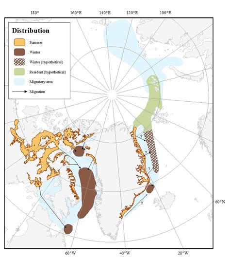 Narwhal Habitat Map