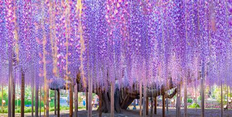 Gorgeous Wisteria Trees in Japan Are Magical as They Bloom