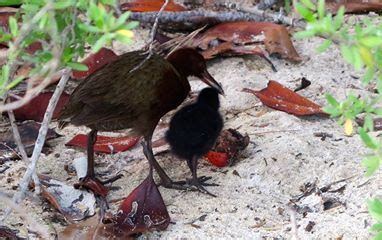 The Aldabra Rail - Aldabra Expeditions - Dive and Eco expedition with ...