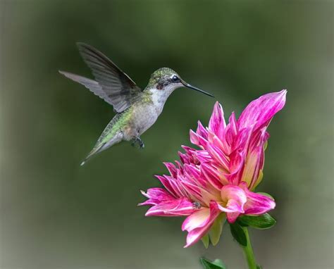 11 Nectar Plants for Hummingbirds You Aren't Growing - Birds and Blooms