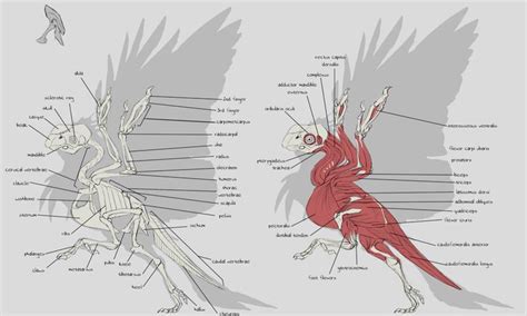 Drawing tutorial, Creature design, Avian