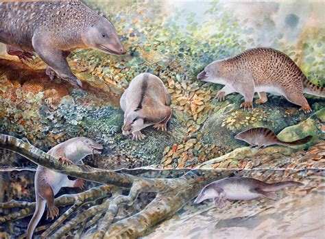 Three New Species of Fossil Monotremes Found in Australia | Sci.News