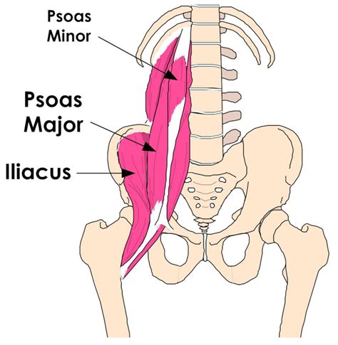 Tight Hip Flexors Can Cause Lower Back Pain, Knee Pain and Foot Pain ...