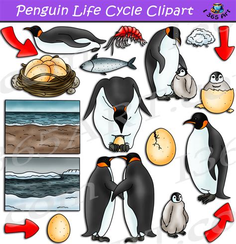 Penguin Life Cycle Diagram