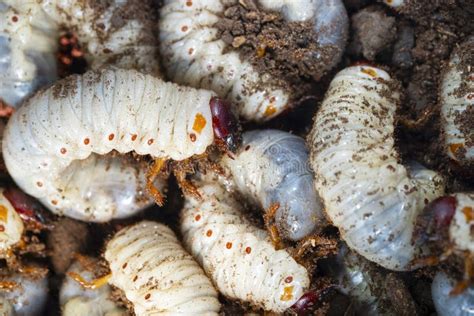 Large White Worms Closeup May Bug Larvae or Rhinoceros Beetle in the ...