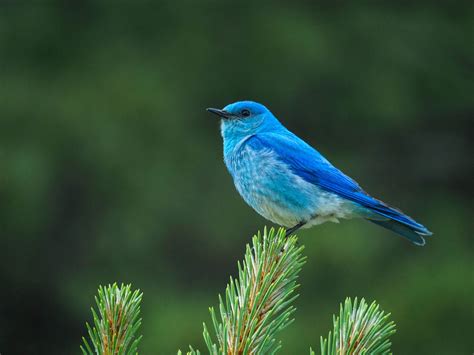 Mountain Bluebird | Blue bird, Bird, Animals