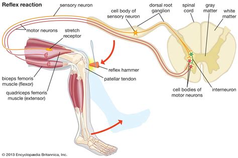 Knee-jerk reflex | Muscle contraction, Nerve Impulses, Reflex Arc ...