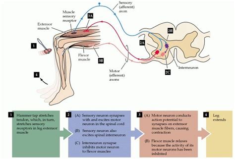 Figure 1.5. A simple reflex circuit, the knee-jerk response (more ...