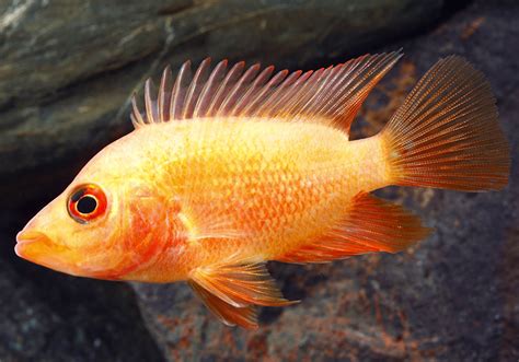 How to Pet a Red Devil Cichlid Healthily at Home