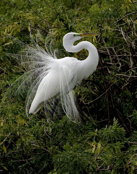 Egret Mating Ritual Display Breeding Plumage Stock Photos - Free ...