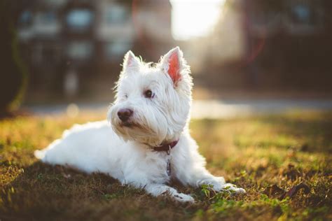 West Highland White Terrier Dog Breed Information, Images ...