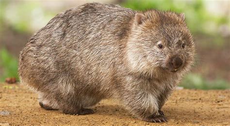 Wombat marsupial