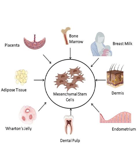 Types of Stem Cell - Global Stem Cell Care