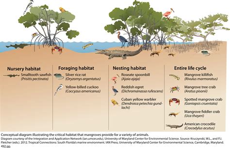 Mangrove Tree Diagram