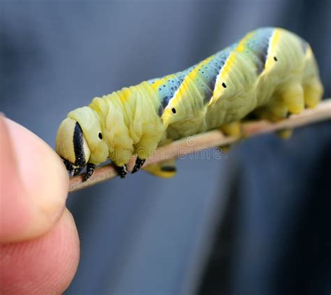 Caterpillar Butterfly Known As the Privet Hawk Moth Stock Photo - Image ...