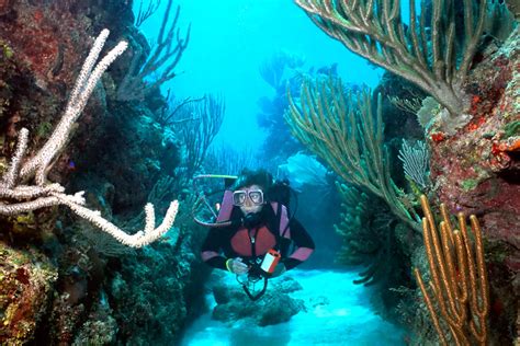 Top 5 Dive Sites | Roatan Honduras Travel Guide