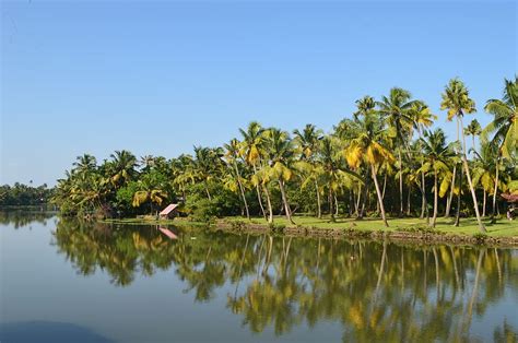 Online crop | HD wallpaper: Backwater, Coconut, Trees, coconut trees ...