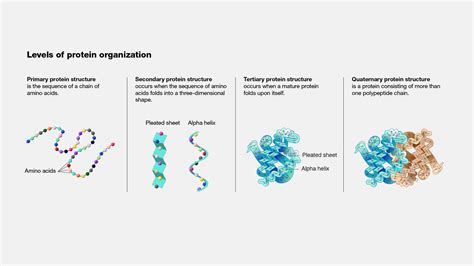 Elemental Makeup Of Proteins - Makeup Vidalondon