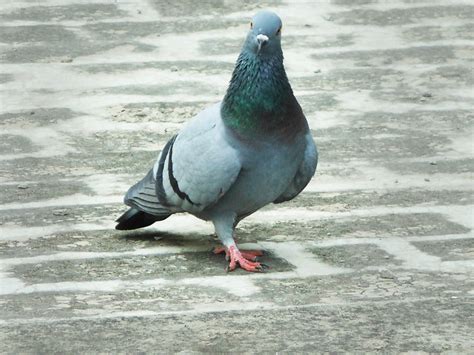 Collection of Indian images : Pigeon (Kabootar) - The Divine India