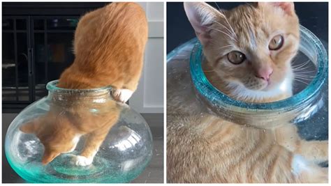 Contortionist Cat Squeezes Herself Into a Glass Jar