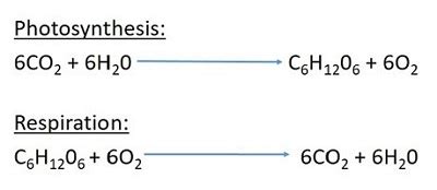 Cellular Respiration And Photosynthesis Equation