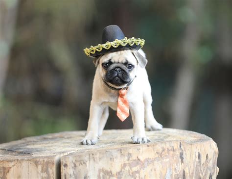 10 Interesting Pug Facts You Didn't Know - MyStart