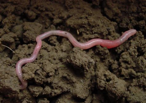 Value of the earthworm quantified - Techzle