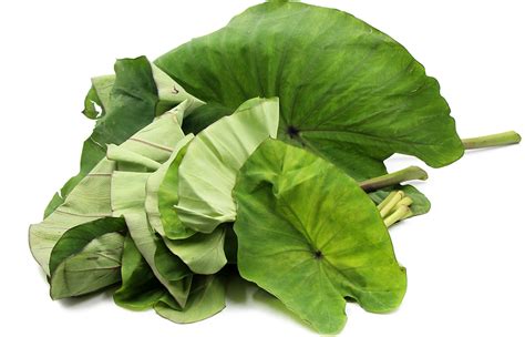 Taro Leaves | Taro leaf recipe, Plants, Taro