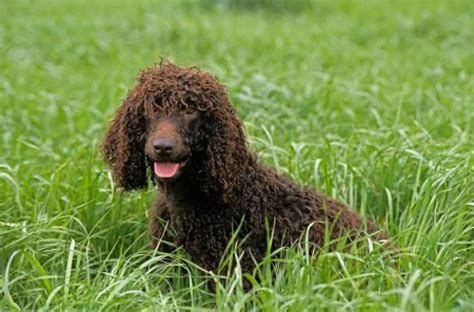 Irish Water Spaniel [Ultimate Guide: Temperament, Personality & More!]