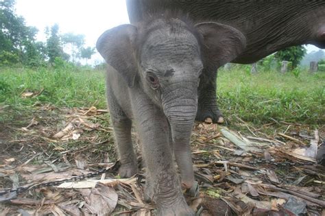 Sumatran Elephant Facts, Habitat, Diet, Life Cycle, Baby, Pictures