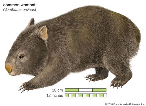 Wombat | Marsupial, Nocturnal, Burrowing Animal | Britannica