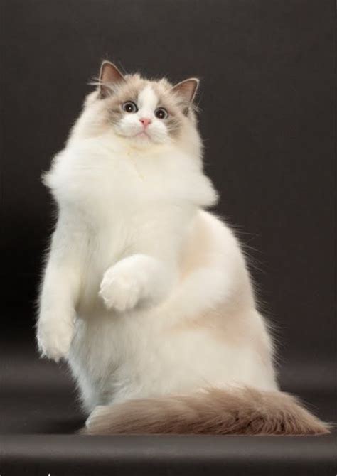 Ragdoll Cats Species | Fun Animals Wiki, Videos, Pictures, Stories