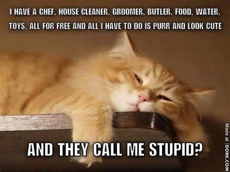 2960 best Cat Memes images on Pinterest | Kitty cats, Funny animal and ...