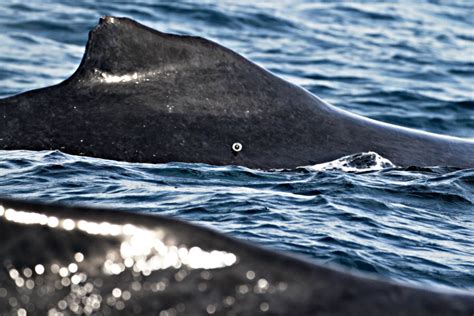 Rare Omura's whale colony off Madagascar studied for the first time ...