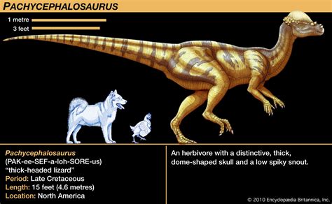 Pachycephalosaurus | Thick-Skulled, Dome-Headed, Herbivorous | Britannica