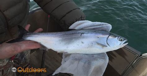 How to Fish for Kokanee at Strawberry Reservoir - KSL Outdoors