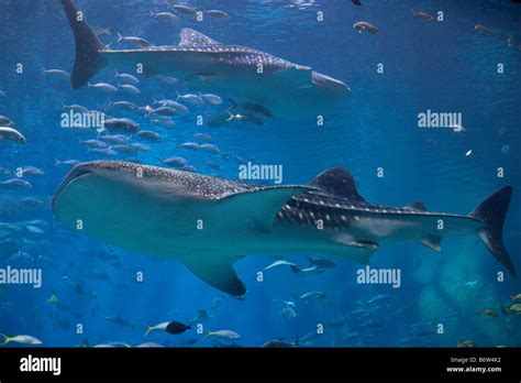 Two Whale Sharks at the Georgia Aquarium in Atlanta, Georgia swim ...