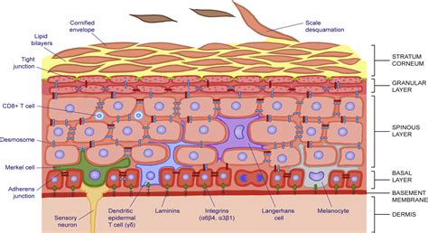 Skin and Its Regenerative Powers: An Alliance between Stem Cells and ...