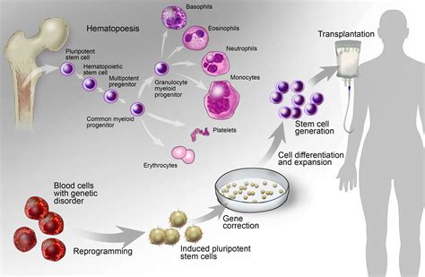 Different Types of Stem Cells Used in Biomedical Research | Mike-Colon