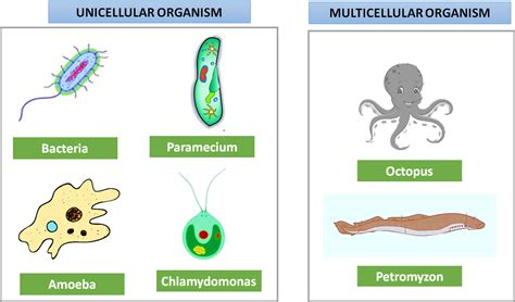 Give examples of unicellular and multicellular organisms.