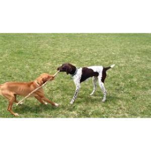 German Shorthaired Pointer Mix Temperament | Trending Breeds