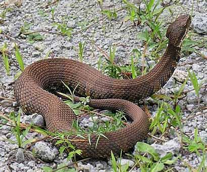 Water Moccasin – Cottonmouth, Aquatic US Viper | Animal Pictures and ...